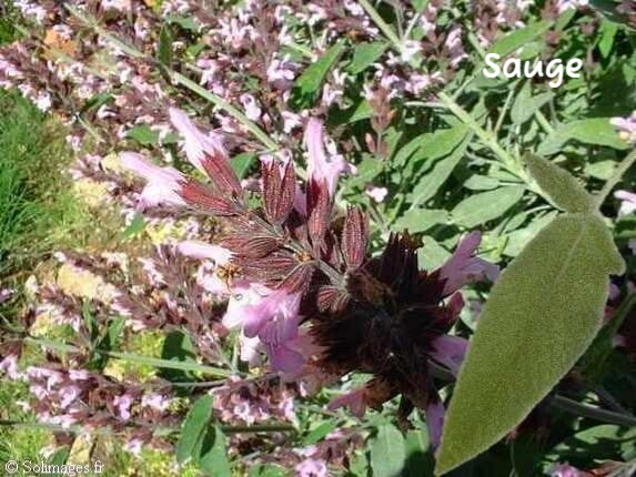 Fleur de sauge