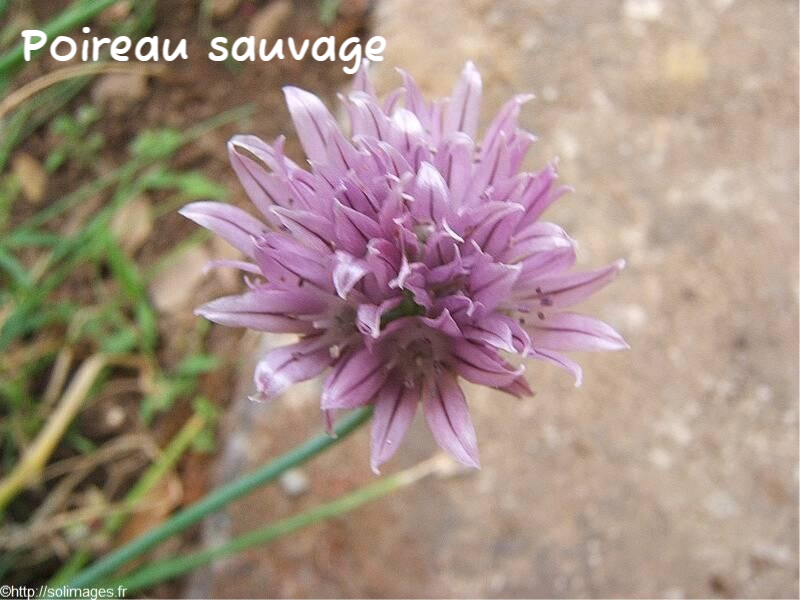 fleur poireai sauvage