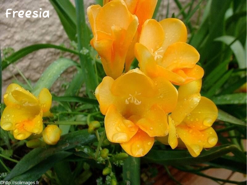 Freesia