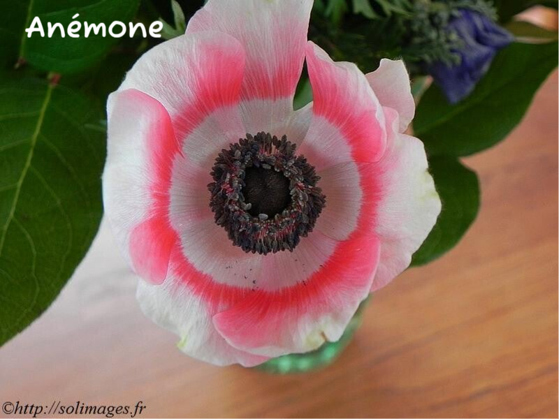 Anémone bicolore