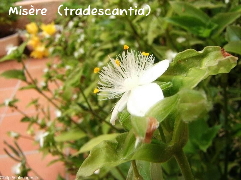 Misère (tradescantia)