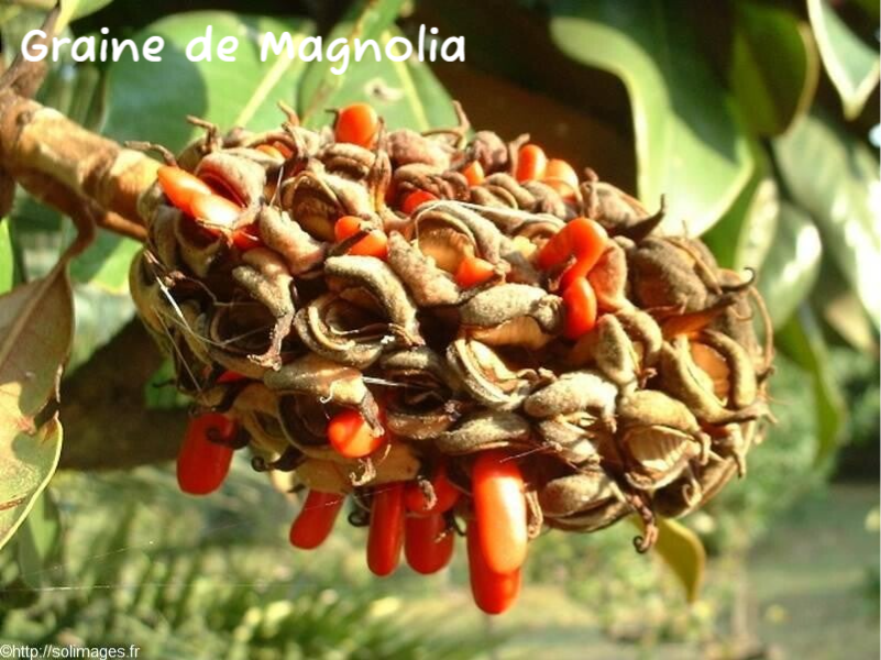 Magnolia graines