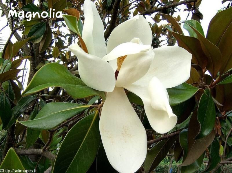 Magnolia Fleur