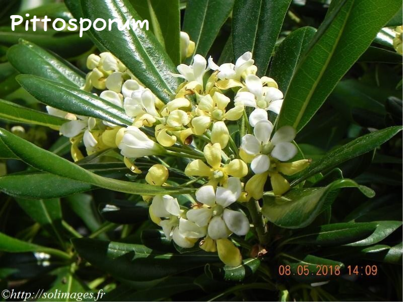 pittosporun