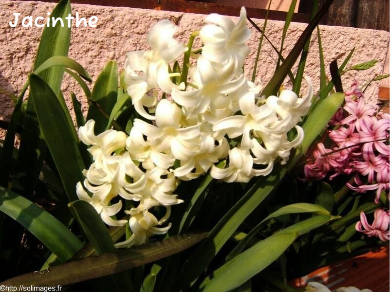 Jacinthe
