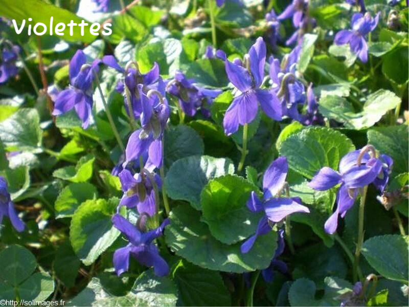 Violettes