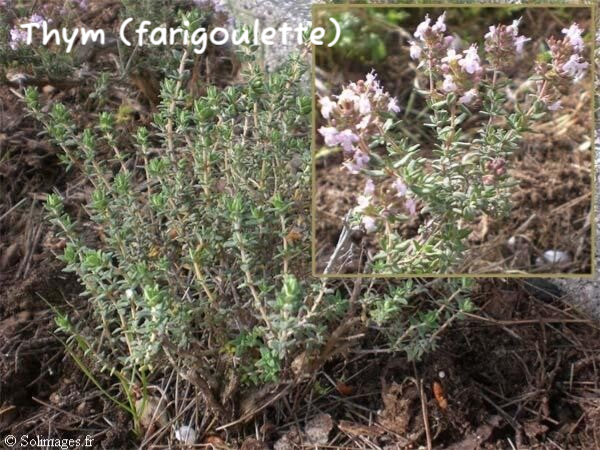 Thym (farigoulette)