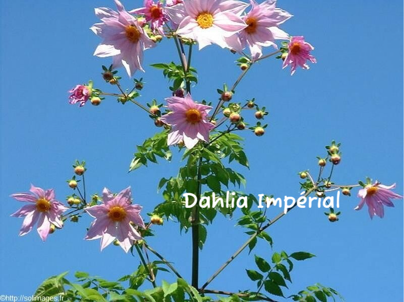 Dahlia impérial