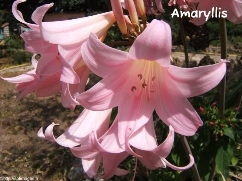 Amaryllis rose