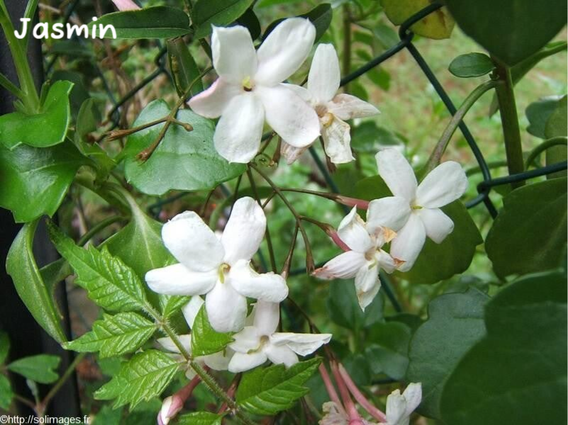 Jasmin