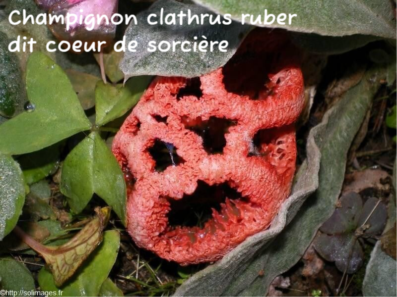 champignon Coeur de Sorcière