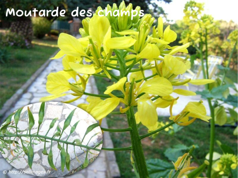 Moutarde des Champs