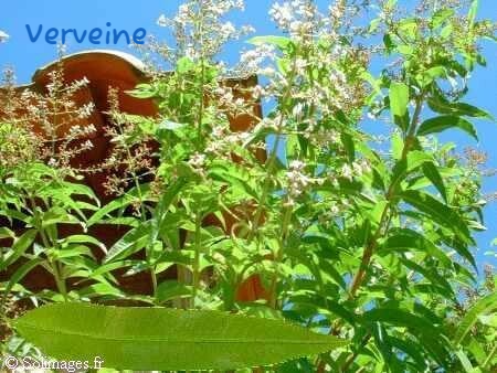 Verveine