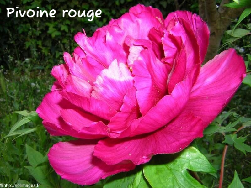 Pivoine