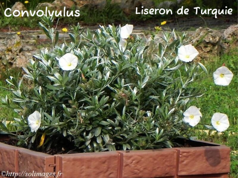 Convolvulus - liseron de Turquie