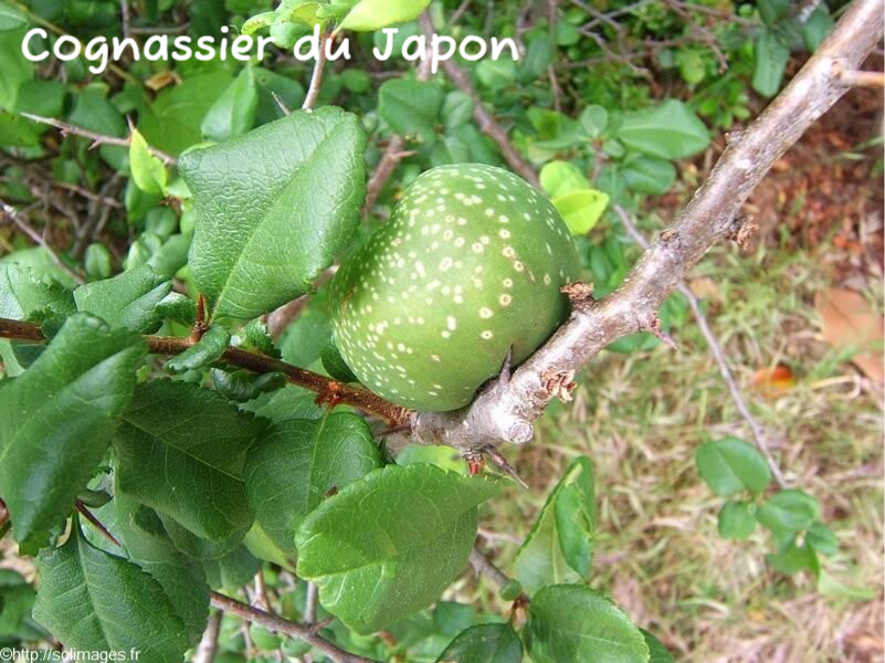 Cognassier du Japon