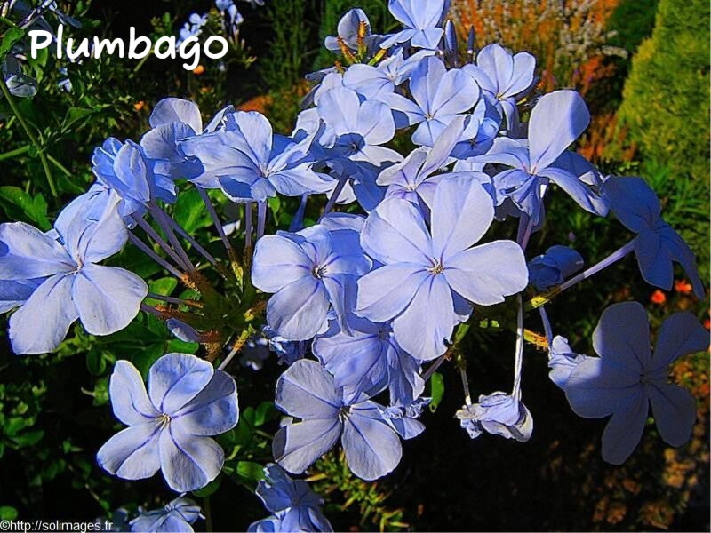 Plumbago