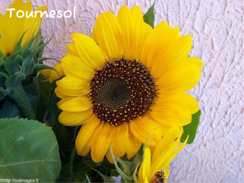 Tournesol