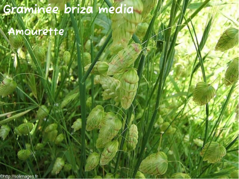 Amourettes - Briza media