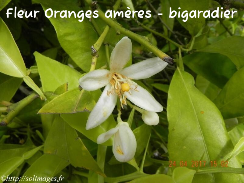 fleur orange amère (bigaradier)
