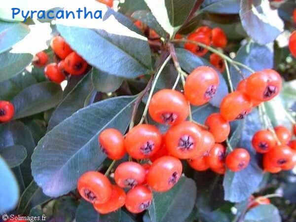 Fruits Piracantha