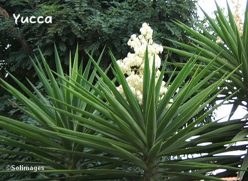Fleur Yucca