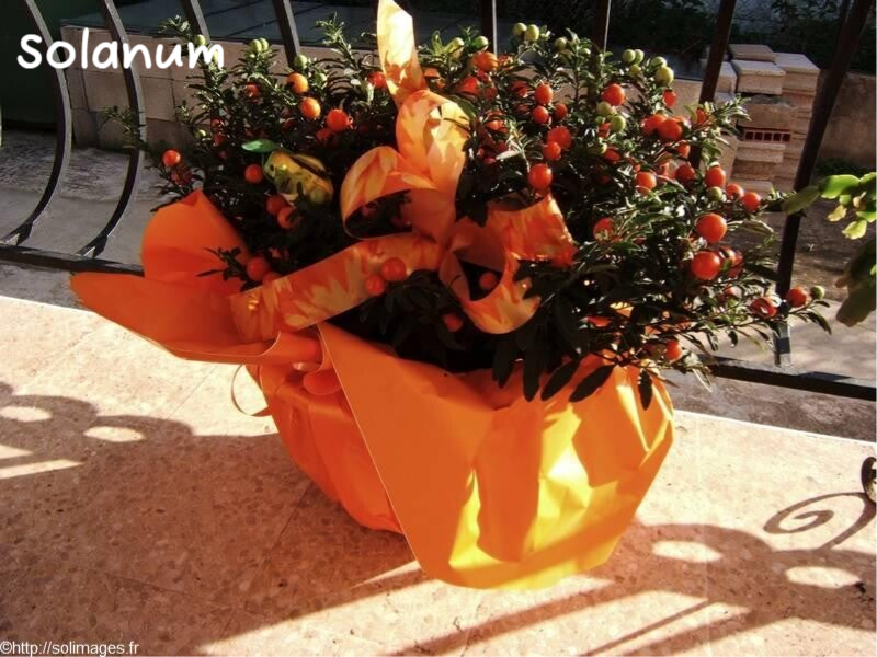 Solanum