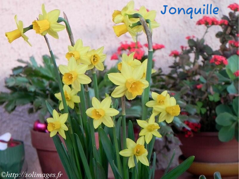 Jonquilles