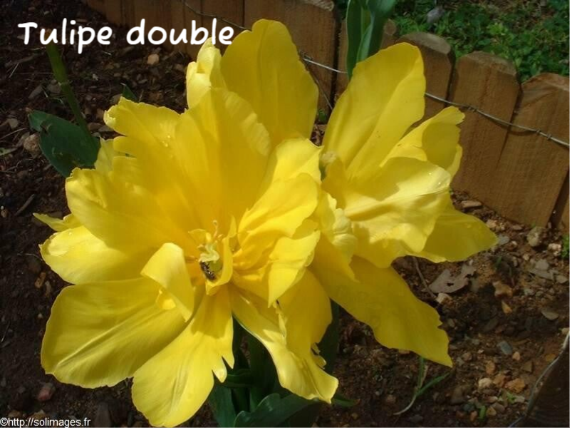 Tulipe double