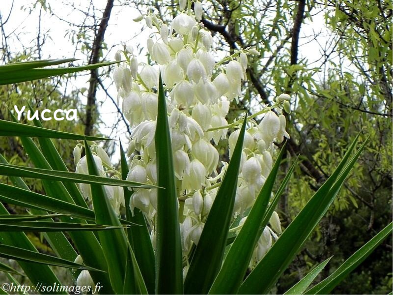 Yucca