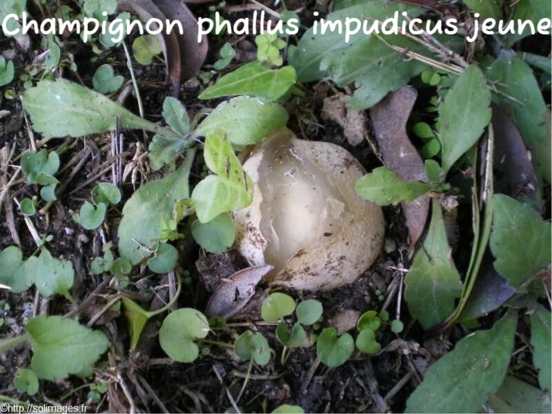 Champignon Phallus Impudicus jeune