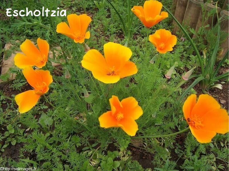 Escholtzia