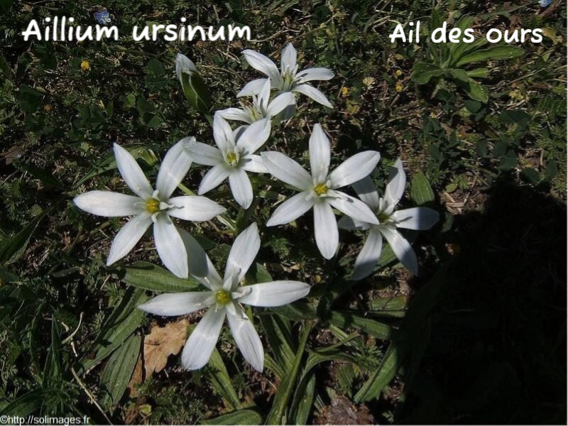 Ailliul ursinum - Ail des Ours