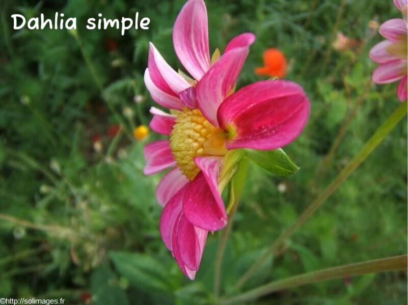 Dahlia simple