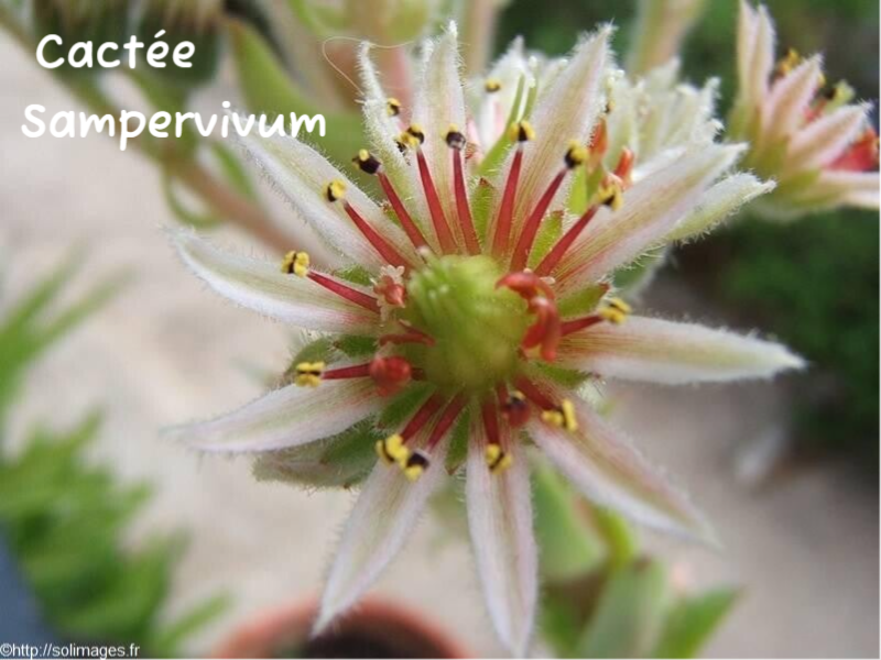 Cactée Sampervivum