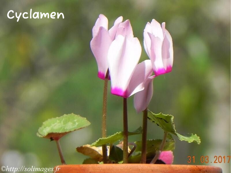 Cyclamen