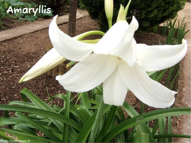 Amaryllis blanc