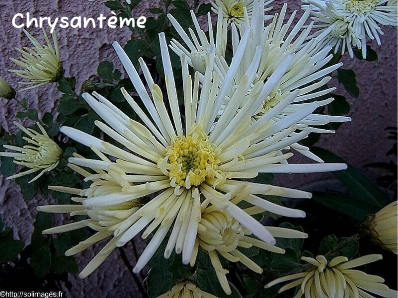Chrysanthème