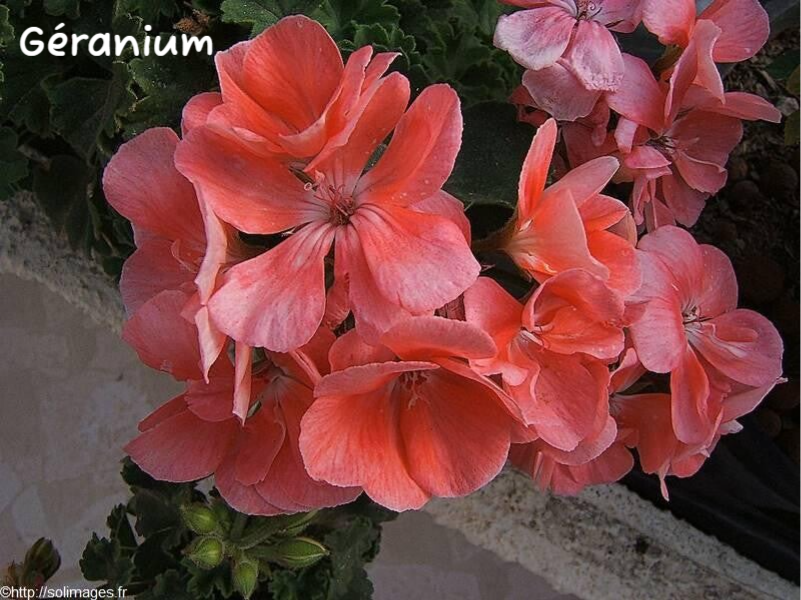Géranium