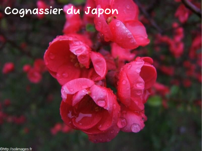 Cognassier du Japon