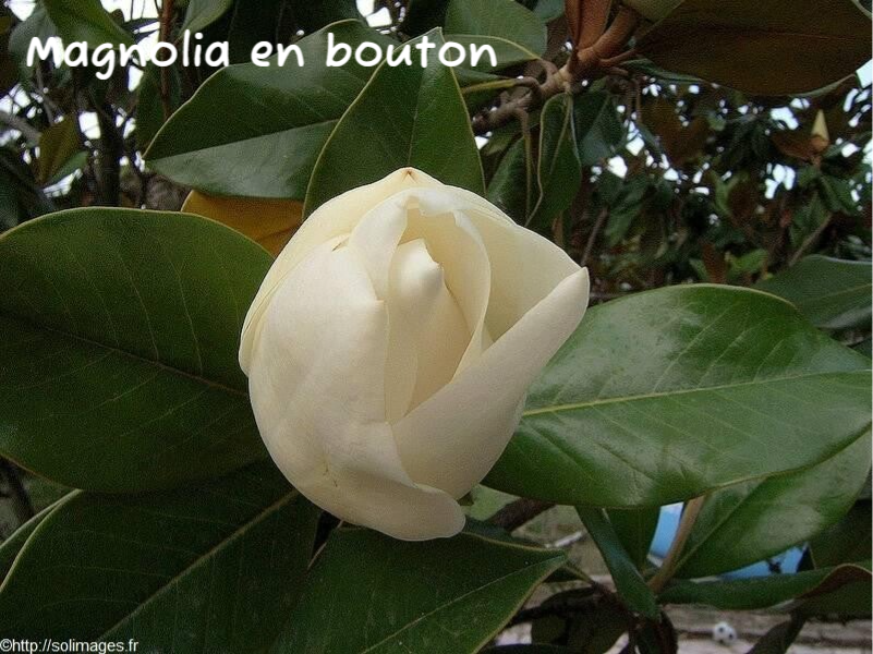 Magnolia bouton