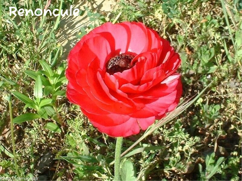 Renoncule