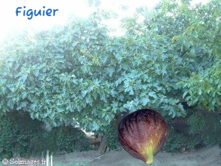Figuier