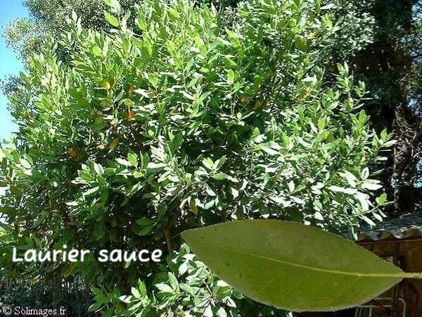 Arbuste Laurier sauce