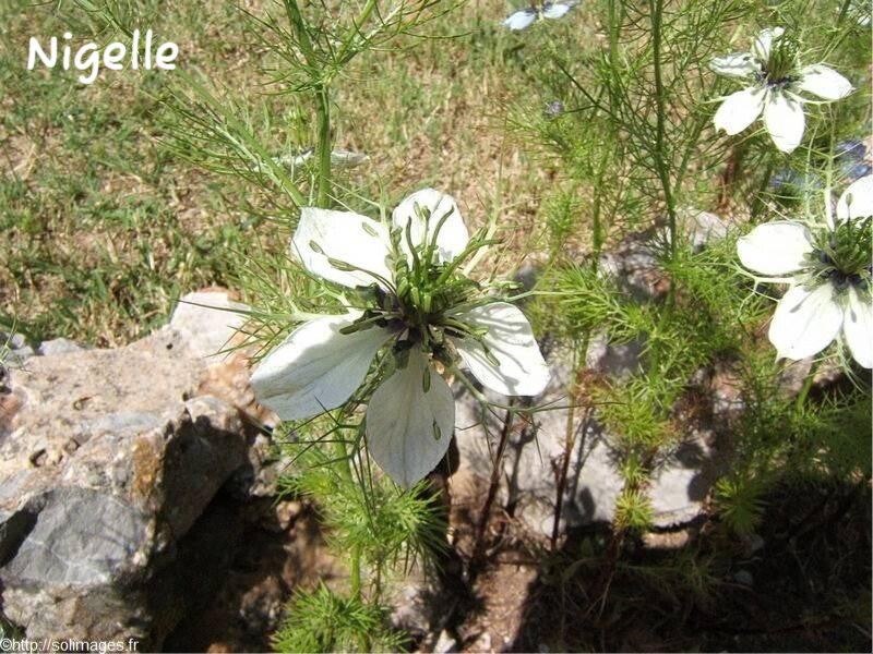 Nigelle