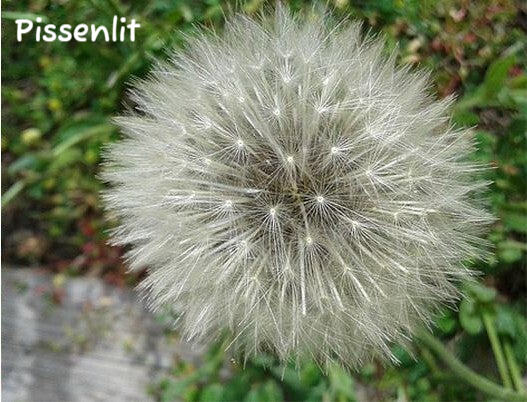 pissenlit