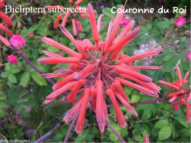 Dicliptera suberecta - Couronne de roi