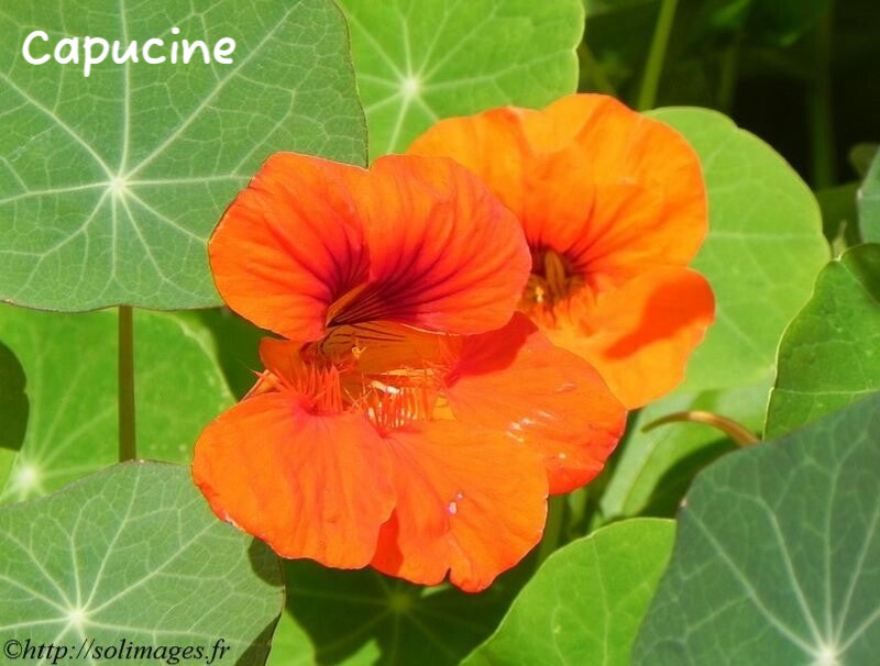 Capucine