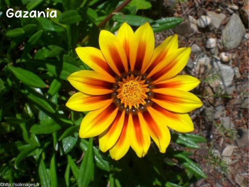 Gazania