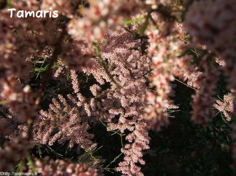 Tamaris